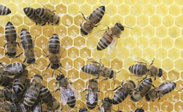 We’re using cell phones to save honey bees