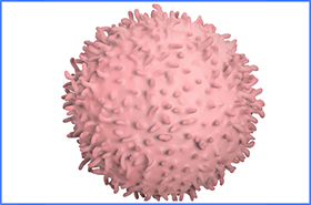 COVID-19 Viral Fragments Shown to Target and Kill Specific Immune Cells in UCLA-Led Study