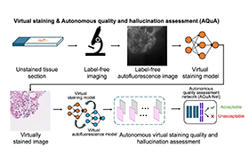  Autonomous Detection of AI Hallucinations in Digital Pathology