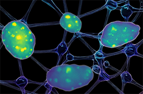 Dynamic and Soft Cell Surroundings Shape Cell Identity