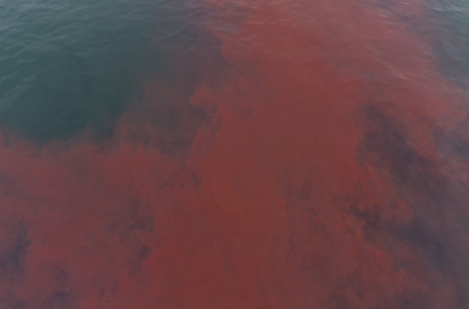 UCLA Researchers to Conduct First Pink Dye Tracer Experiment at Santa Monica Breakwater