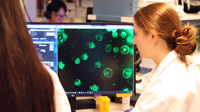 Ph.D. candidate Zoe Latham (right) and postdoctoral scholar Alex Bermudez (left) examine fluorescence microscopy images of the 3D bioengineered tissue models they developed to train and validate the digital twin