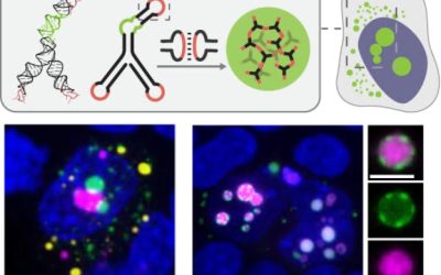 UCLA Researchers Develop New Method to Customize Artificial Tiny Organs Inside Cells