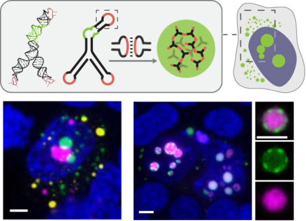 Schematic of RNA nanostars forming distinct condensates