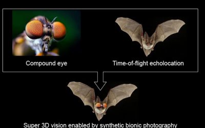 Bug Eyes and Bat Sonar: UCLA Bioengineers Turn to Animal Kingdom for Creation of Bionic Super 3D Cameras