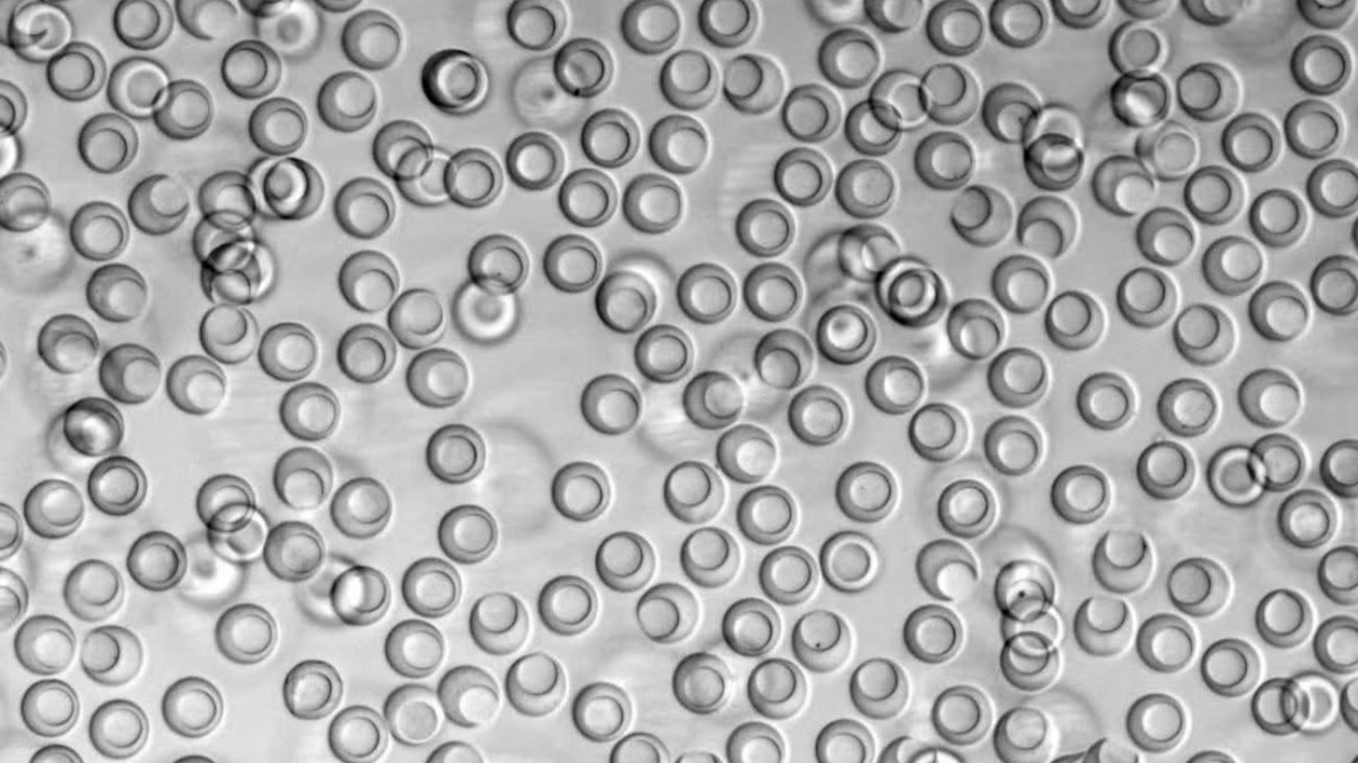 Microscopic, bowl-shaped hydrogel containers called nanovials that can capture individual cells — or defined pairs of interacting cells — in self-contained microenvironments