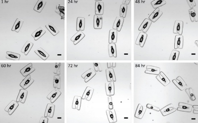 UCLA Researchers Create Armored Emulsions as Tiny Test Tubes for Parallel Reactions