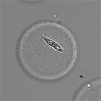 euglena cell inside a PIcoShell