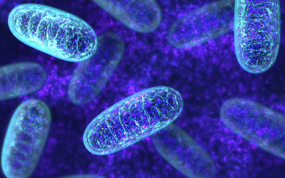 Mitochondrial Secrets Revealed: Team Discovers Physics of How Cell’s Powerhouse Splits to Reproduce
