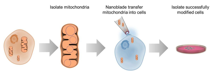 The process of transferring mitochondria between cells using the nanoblade technology. Image credit: Alexander Patananan.