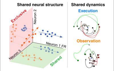 Learning vs. Doing: How the Brain Interprets Observation and Action