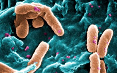 Bacteria can pass on memory to descendants, UCLA-led team discovers