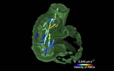 UCLA Researchers Use AI to Show Multidimensional Imaging of Biological Processes
